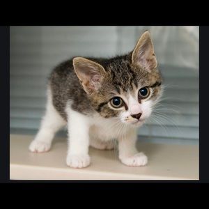 Meet your Posher, Ashanti